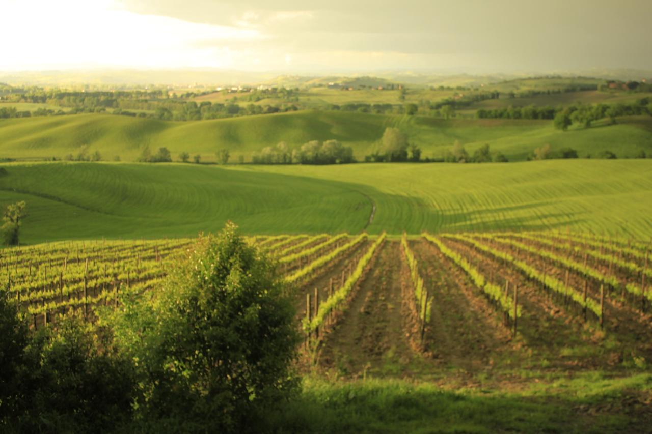 Wine Resort Colsereno Montalcino Zewnętrze zdjęcie